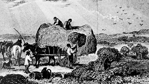 The reaping of barley by hand