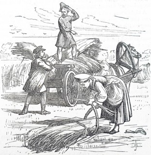 The reaping of barley by hand
