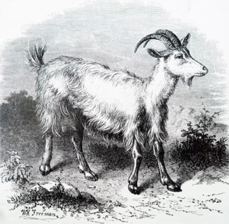 A goat