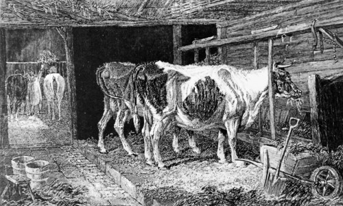 A cow house in France