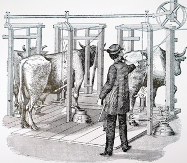 Colvin'S hydraulic milking machine: corrugated rubber suction cups were placed over the teats
