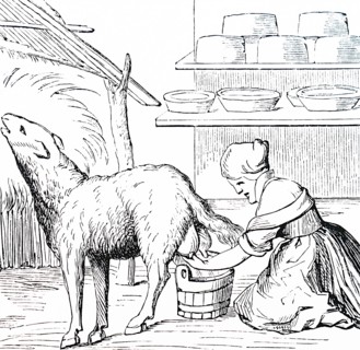 The milking of a ewe for cheese making in Switzerland