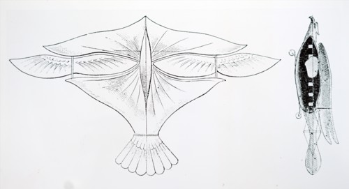 A bird-shaped flying machine