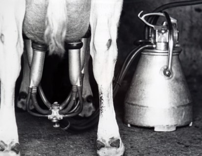 Photograph of an electric milking machine in use