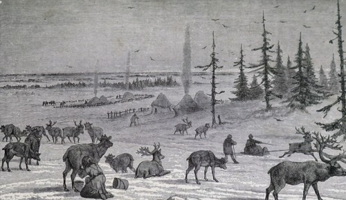 The milking of a reindeer in Lapland