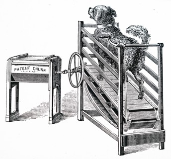 A butter churn powered by a dog running on a treadmill