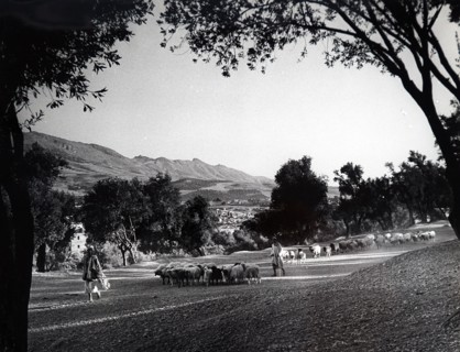 Photograph of an olive grove in Morocco, Africa