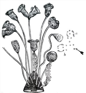 Vorticella'S