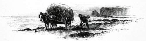 A man collecting seaweed which had washed up on the beach