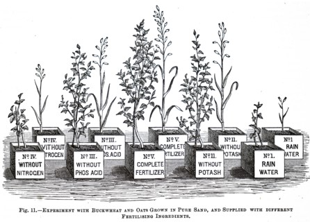 Experiments with buckwheat and oats grown in pure sand with different fertilising ingredients being conducted within the Experimental Station in Tharandt, Saxony