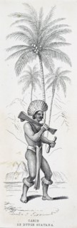 An Island Carib, also known as a Kalinago or a Carib, is an indigenous person of the Lesser Antilles in the Caribbean