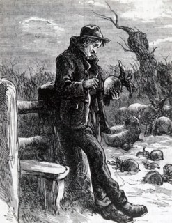 A starving agricultural labourer eating a raw turnip that had been put in the field as fodder for sheep
