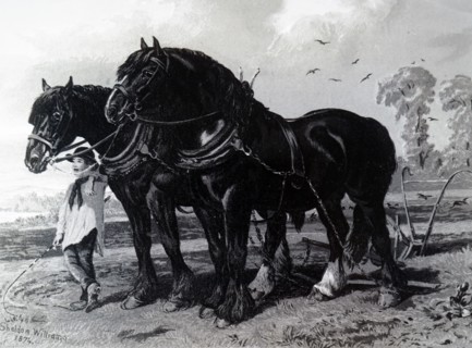 A stallion and Mare harnessed to a plough, with a plough boy in attendance