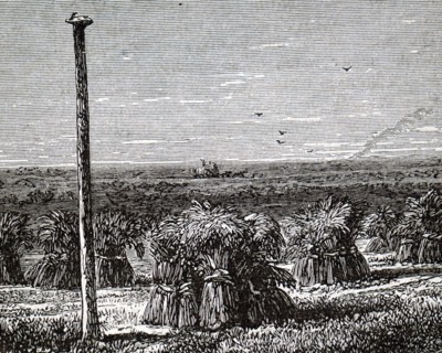 The use of an iron post to measure the amount of soil shrinkage since the time of drainage