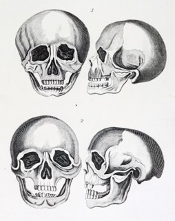 The comparison of human skulls