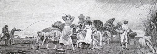A gang of women potato picking in the Fens