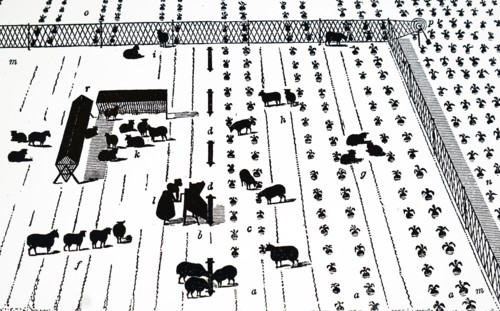 Sheep on a break of turnips, some of which have been lifted and are being sliced for them by the woman, 1), which are then placed in the troughs