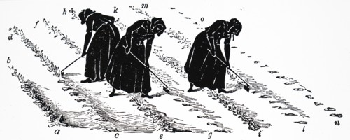 Women slinging turnips
