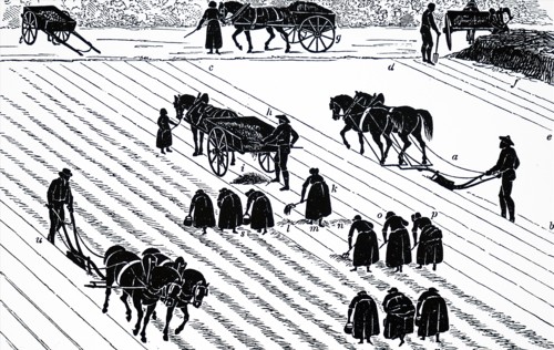 Potato planting in Scotland
