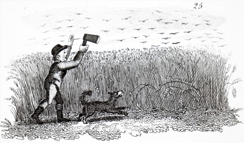 A young boy using a Clack, Rattle or Whizzer, a noisy wooden contraption to scare the birds away