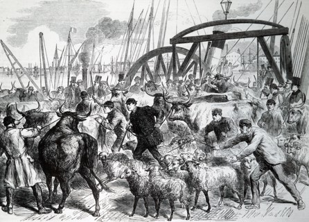 The inspection of cattle at the Metropolitan Cattle Market in London, during the outbreak of the Cattle Plague