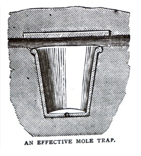 An effective mole trap