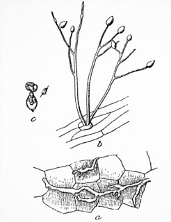 The rotting leaves of a potato plant due to a fungal infection which was spread by aphids