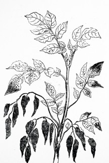 The rotting leaves of a potato plant due to a fungal infection which was spread by aphids