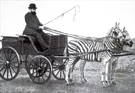 Photograph of Lionel de Rothschild driving a team of zebras