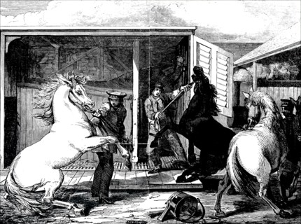 Horses at a train station being moved from a board gauge to a narrow gauge wagon at Gloucester Train Station