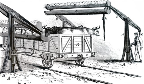 The apparatus for watering cattle during rail transit without removing them from the their trucks