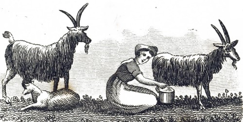A milkmaid milking a goat