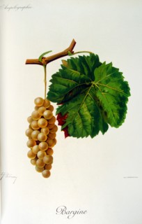 painted illustration of grapes from a viniculture manual