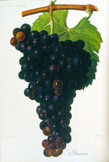 painted illustration of grapes from a viniculture manual (French), 1905