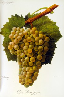 painted illustration of grapes from a viniculture manual (French), 1905