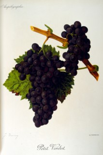 Grapes from a viniculture manual, 1905