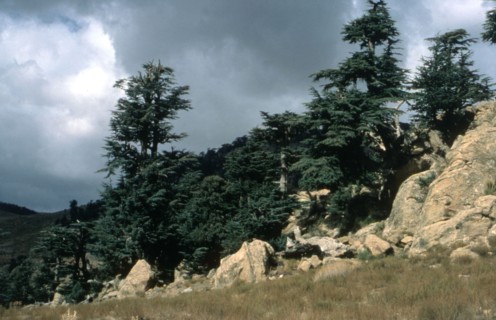 Algeria, the Aures region, gorges of Tighanimine