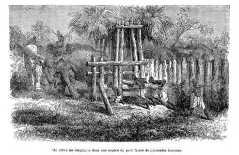 Causeries : "Une chasse aux éléphants"