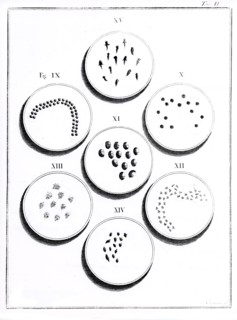 Microscope, Plate II: Development of toad (18th century)