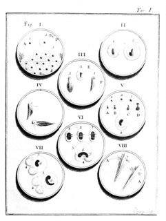 Microscope, Plate II: Development of frog
(18th century)