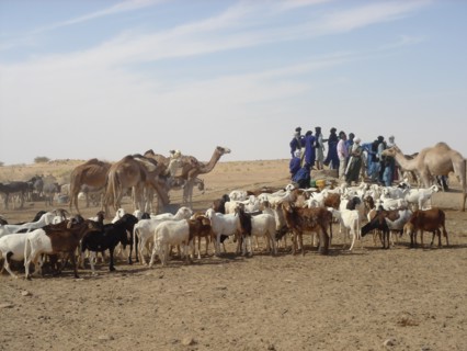 Touaregs autour d'un puits - Sahara - Niger