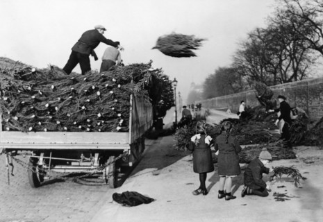 Weihnachtsbäume werden von einem Lieferwagen geworfen