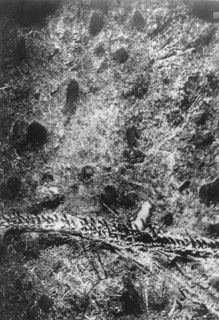 La bataille de la Somme, 1916