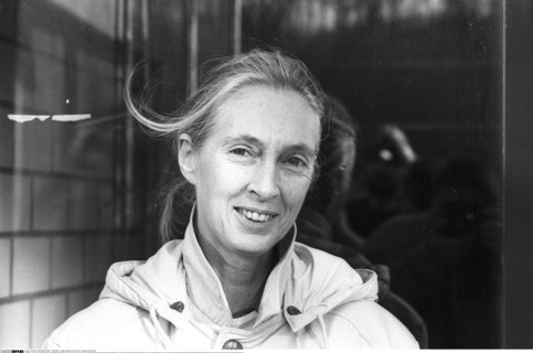 Jane Goodall