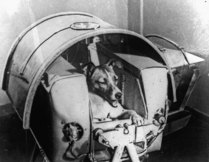 La chienne Laika à bord de Spoutnik II, 1957