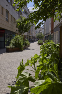Végétalisation à Saint-Denis