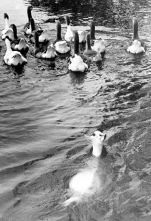 Goat swims after geese