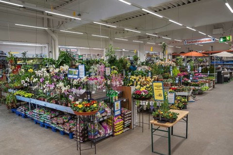 Flowering spring flowers