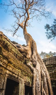 Huge roots of a tree (Tetrameles nudiflora) overgrowning ruins of Ta Prohm temple