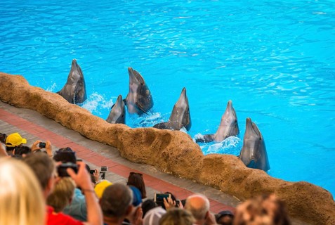 Bottlenose dolphins (Tursiops truncatus) Dolphin Show